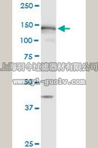 merck millipore,默克密理博,DR1106,Anti-MSH6 Mouse mAb (1F2)