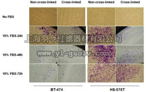 merck millipore,默克密理博,ECM1401,QCM™ High Sensitivity Non-cross-linked Collagen Invasion Assay, 24-well (8 µm), Colorimetric