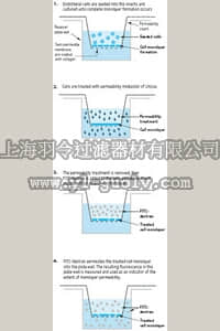 merck millipore,默克密理博,ECM644,In Vitro Vascular Permeability Assay (24-well)