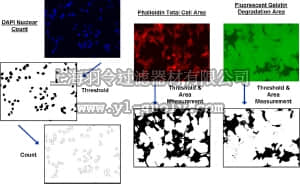 merck millipore,默克密理博,ECM670,QCM™ Gelatin Invadopodia Assay (Green)
