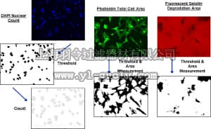 merck millipore,默克密理博,ECM671,QCM™ Gelatin Invadopodia Assay (Red)