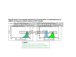 merck millipore,默克密理博,FCCH100170,FlowCellect™ GFP-LC3 Reporter Autophagy Assay Kit (CHO)