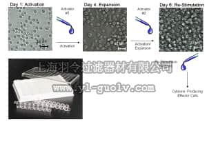 merck millipore,默克密理博,FCIM025161,FlowCellect™ Mouse Th1 Differentiation Tool Kit
