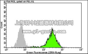 merck millipore,默克密理博,FCMAB157F,Milli-Mark Anti-Human Nuclei -FITC Antibody, clone 3E1.3