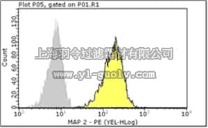 merck millipore,默克密理博,FCMAB318PE,Milli-Mark™ Anti-MAP2-PE Antibody, clone AP20