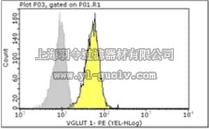 merck millipore,默克密理博,FCMAB335PE,Milli-Mark™ Anti-Vesicular Glutamate Transporter 1-PE Antibody, clone 3C10.2
