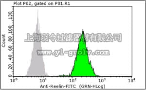 merck millipore,默克密理博,FCMAB341F,Milli-Mark Anti-Reelin-FITC, a.a. 164-496 Antibody, clone G10