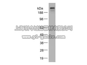 merck millipore,默克密理博,GF220,Neurite growth protein L1