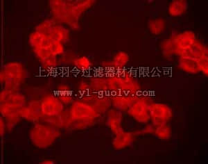 merck millipore,默克密理博,GR15L,Anti-EGFR (Ab-5) Mouse mAb (EGFR.1)