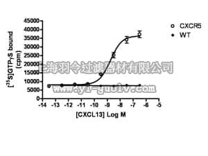 merck millipore,默克密理博,HTS055M,ChemiSCREEN™ Membrane Preparation Recombinant Human CXCR5 Chemokine Receptor