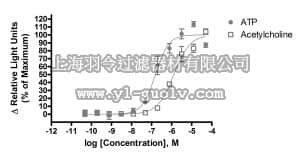 merck millipore,默克密理博,HTSHEKT-1LT,ChemiBrite™ HEKT Parental Control 1 Frozen Cells