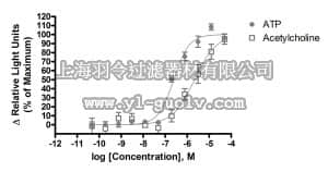 merck millipore,默克密理博,HTSHEKT-2LT,ChemiBrite™ HEKT Parental Control 2 Frozen Cells