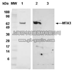 merck millipore,默克密理博,IM1012,Anti-MTA3 (400-450) Rabbit pAb