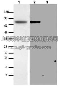 merck millipore,默克密理博,IM1014,Anti-Matriptase/MT-SP1 Rabbit pAb