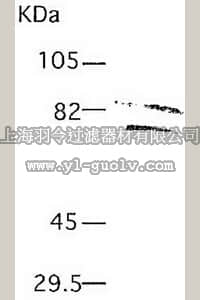 merck millipore,默克密理博,IM51,Anti-MMP-2 (Ab-4) Mouse mAb (75-7F7)