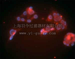 merck millipore,默克密理博,LP02,Anti-LDL Receptor Mouse mAb (15C8)