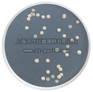 merck millipore,默克密理博,MXSMCSP48,含氯霉素的 Milliflex 培养皿沙氏葡糖琼脂