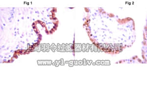 merck millipore,默克密理博,MAB10009,Anti-IDO Antibody, clone 1F8.2