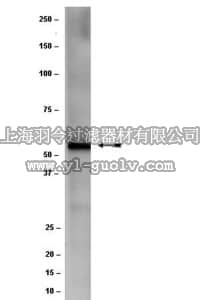 merck millipore,默克密理博,MAB10050,Anti-CCT-beta Antibody, clone F39 P7 F11