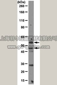 merck millipore,默克密理博,MAB10054,Anti-Cytochrome P450 3A4 Antibody, clone F24 P2 B10