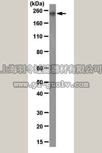 merck millipore,默克密理博,MAB10401,Anti-Plexin-D1 Antibody, clone 19C6.1