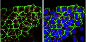 merck millipore,默克密理博,MAB10404,Anti-Ghrelin Antibody, clone 1ML-1D7