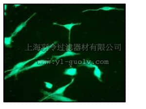 merck millipore,默克密理博,MAB10417,Anti-Tau Antibody, clone EP2456Y, rabbit monoclonal