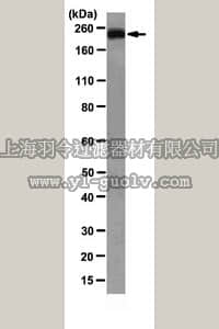 merck millipore,默克密理博,MAB10419,Anti-Plexin-A1 Antibody, clone 14A1.2