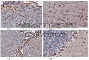 merck millipore,默克密理博,MAB10420,Anti-Plexin B2 Antibody, clone 1D5.2