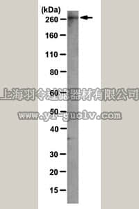 merck millipore,默克密理博,MAB10421,Anti-Plexin-A2 Antibody, clone 2G1.1