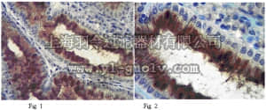 merck millipore,默克密理博,MAB10422,Anti-Plexin-A3 Antibody, clone 18A9.2