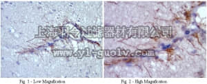 merck millipore,默克密理博,MAB10424,Anti-Plexin B3 Antibody, clone 17H10.1