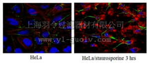 merck millipore,默克密理博,MAB10753,Anti-Caspase3 (active form) Antibody, clone 3D9.3