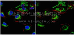 merck millipore,默克密理博,MAB10754,Anti-Caspase-8 (active form p18 subunit) Antibody, clone 2B12.1