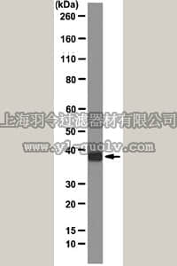 merck millipore,默克密理博,MAB10764,Anti-SBP-tag Antibody, clone 20,MAB10764
