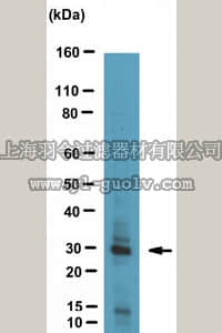 merck millipore,默克密理博,MAB10765,Anti-Red Fluorescent Protein Antibody, clone 1DS-1A6,MAB10765