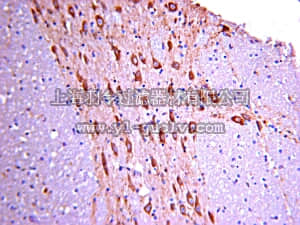 merck millipore,默克密理博,MAB1077,Anti-DYNLT3 Antibody, clone 10A3C8A1