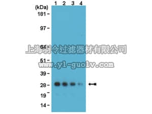 merck millipore,默克密理博,MAB1083,Anti-GFP Antibody, clone 3F8.2