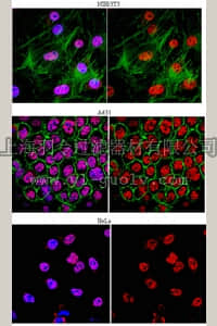 merck millipore,默克密理博,MAB11004,Anti-hnRNP Q Antibody, clone 7A11.2