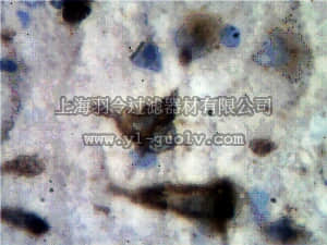 merck millipore,默克密理博,MAB11041,Anti-Serotonin receptor 1A Antibody, clone 19A9.2