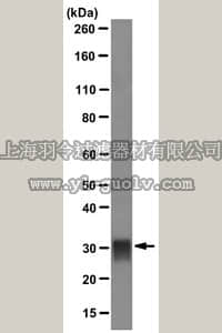 merck millipore,默克密理博,MAB1222,Anti-Tryptase Antibody, Mast Cell, clone G3