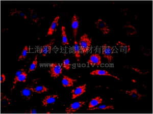 merck millipore,默克密理博,MAB1273B,Anti-Mitochondria Antibody, clone 113-1, Biotin Conjugate