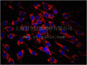 merck millipore,默克密理博,MAB1273C3,Anti-Mitochondria Antibody, clone 113-1, Cy3 Conjugate