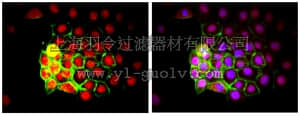 merck millipore,默克密理博,MAB1281B,Anti-Human Nuclei Antibody, clone 235-1, Biotin Conjugate