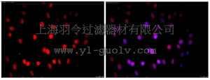merck millipore,默克密理博,MAB1281C3,Anti-Nuclei Antibody, clone 235-1, Cy3 conjugate