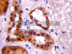 merck millipore,默克密理博,MAB13170,Anti-Cav1.2 calcium channel Antibody, clone L57/46