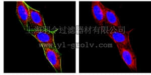 merck millipore,默克密理博,MAB1407P,Anti-Macrophages/Granulocytes Antibody, clone OX-41