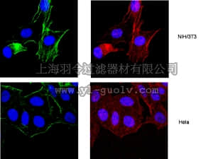merck millipore,默克密理博,MAB1501R,Anti-Actin Antibody, near a.a. 50-70, clone C4