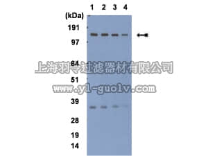 merck millipore,默克密理博,MAB1503,Anti-Nogo A Antibody, clone 6A5.2