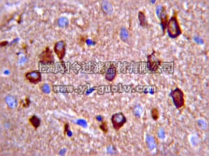 merck millipore,默克密理博,MAB1562,Anti-Prion Protein Antibody, a.a. 109-112, clone 3F4